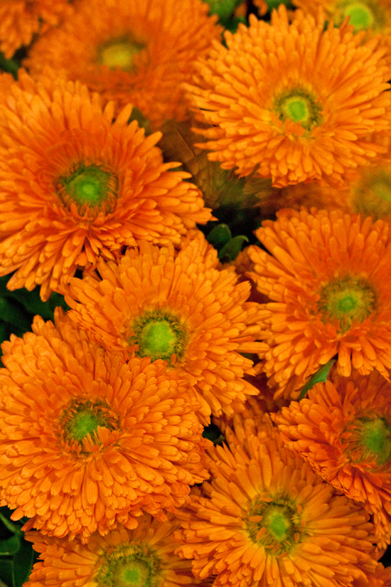 2013-02-Image-30-Alagar-Calendula-Flowerona.jpg?mtime=20171003151754#asset:12580