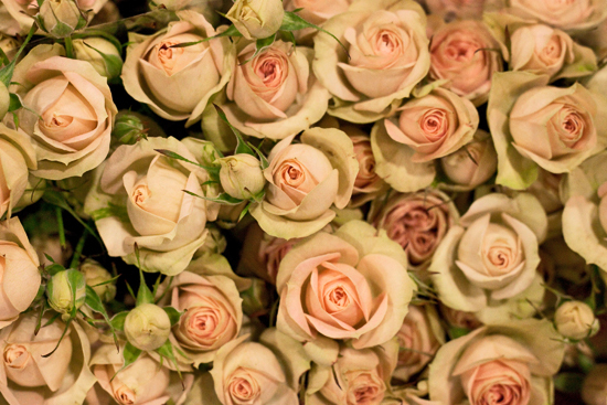 2013-02-Image-4-Bloomfield-Romantic-Pepita-Spray-Roses-Flowerona.jpg?mtime=20171003151736#asset:12554