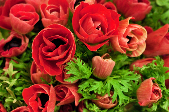 2013-02-Image-6-SR-Allen-Anemones-Flowerona.jpg?mtime=20171003151737#asset:12556