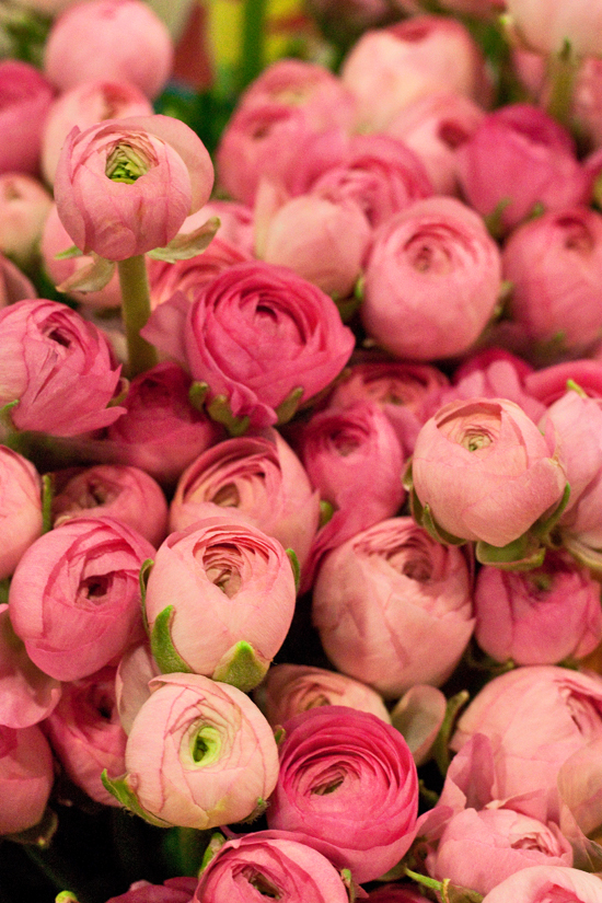 2013-02-Image-7-Alagar-Pink-Ranunculus-Flowerona.jpg?mtime=20171003151737#asset:12557