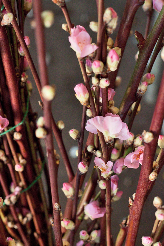 2013-02-Image-8-Porters-Foliage-Peach-blossom-Flowerona.jpg?mtime=20171003151738#asset:12558