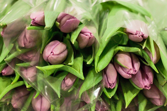 2013-02-Image-9-Pratleys-Tulips-Flowerona.jpg?mtime=20171003151739#asset:12559