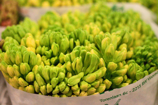 2013-03-10-Hyacinths-Flowerona.jpg?mtime=20170929144906#asset:12336