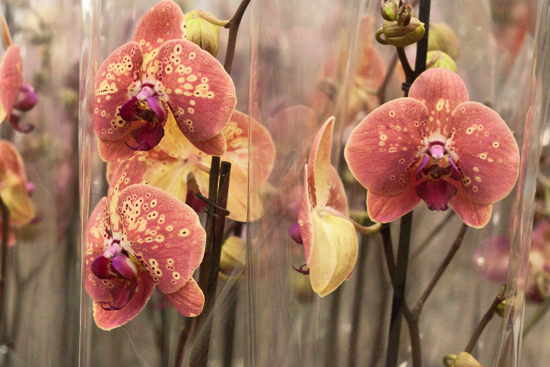 2013-03-27-Phalaenopsis-Orchids-2-Flowerona.jpg?mtime=20170929144916#asset:12353