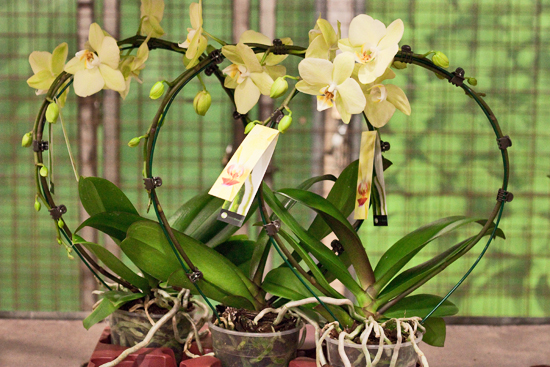 2013-03-28-Phalaenopsis-Orchids-3-Flowerona.jpg?mtime=20170929144917#asset:12354