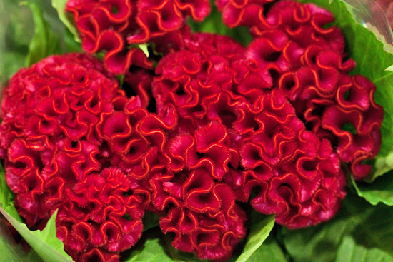 2013-04-10-Celosia-Dennis-Edwards-New-Covent-Garden-Flower-Market-Flowerona-1.jpg?mtime=20170929143151#asset:12306