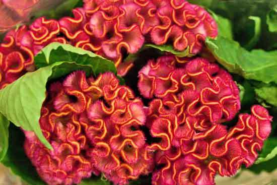 2013-04-11-Celosia-Dennis-Edwards-New-Covent-Garden-Flower-Market-Flowerona.jpg?mtime=20170929143152#asset:12307