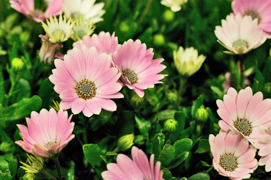 2013-04-14-Osteospermum-Evergreen-Exterior-Services-New-Covent-Garden-Flower-Market-Flowerona-2013-04-1.jpg?mtime=20170929143153#asset:12310