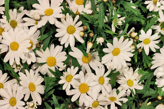 2013-04-15-Marguerite-daisies-Evergreen-Exterior-Services-New-Covent-Garden-Flower-Market-Flowerona-1.jpg?mtime=20170929143154#asset:12311