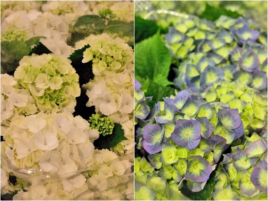 2013-04-16-Arnott-Mason-Hydrangeas.jpg?mtime=20170929143155#asset:12312