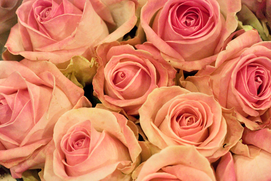 2013-04-20-Sorbet-Avalanche-Rose-Zest-Flowers-New-Covent-Garden-Flower-Market-Flowerona.jpg?mtime=20170929143157#asset:12316