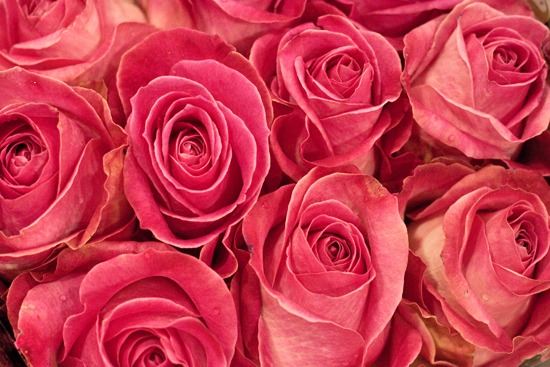 2013-04-21-Candy-Avalanche-Rose-Zest-Flowers-New-Covent-Garden-Flower-Market-Flowerona.jpg?mtime=20170929143158#asset:12317
