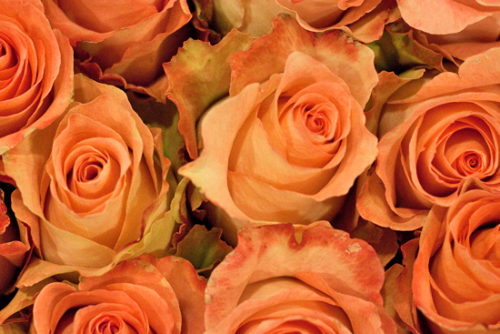 2013-04-23-Peach-Aubade-Rose-Bloomfield-New-Covent-Garden-Flower-Market-Flowerona.jpg?mtime=20170929143200#asset:12319
