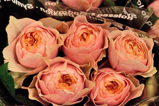 2013-04-24-Vuvuzela-Rose-Bloomfield-New-Covent-Garden-Flower-Market-Flowerona.jpg?mtime=20170929143200#asset:12320