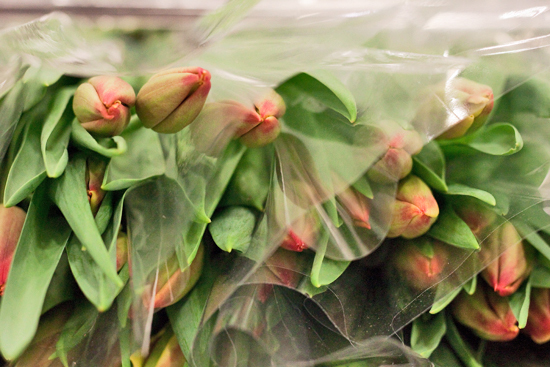 2013-04-26-Tulips-Pratley-New-Covent-Garden-Flower-Market-Flowerona-1.jpg?mtime=20170929143202#asset:12322