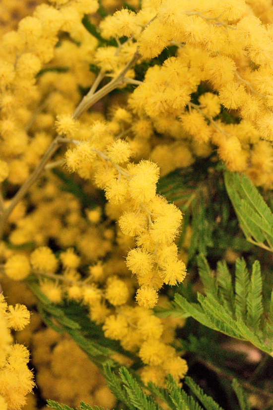 2013-04-28-Mimosa-John-Austin-New-Covent-Garden-Flower-Market-Flowerona-1.jpg?mtime=20170929143203#asset:12324