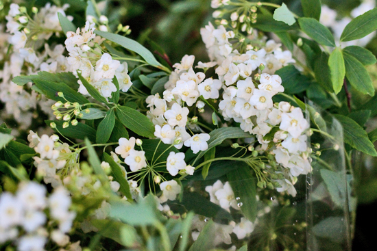 2013-04-4-Spirea-GB-Foliage-New-Covent-Garden-Flower-Market-Flowerona-1.jpg?mtime=20170929143148#asset:12300