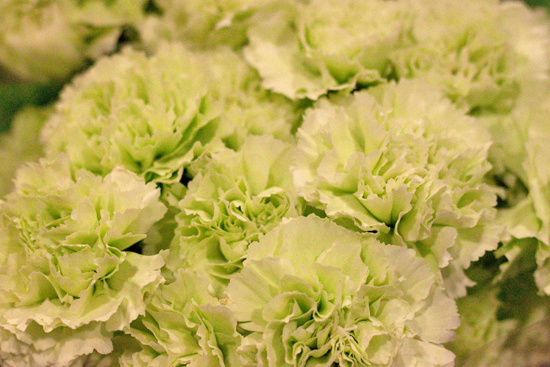 2013-04-7-Goblin-Carnation-Bloomfield-New-Covent-Garden-Flower-Market-Flowerona.jpg?mtime=20170929143150#asset:12303