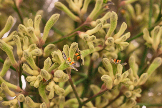 2013-04-8-Green-Kangaroo-Paw-Dennis-Edwards-New-Covent-Garden-Flower-Market-Flowerona.jpg?mtime=20170929143150#asset:12304