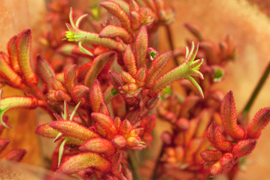 2013-04-9-Red-Kangaroo-Paw-Dennis-Edwards-New-Covent-Garden-Flower-Market-Flowerona.jpg?mtime=20170929143151#asset:12305