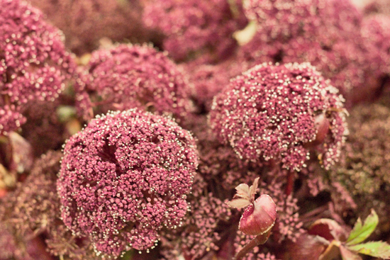 5-New-Covent-Garden-Flower-Market-Flowerona.jpg?mtime=20170928162341#asset:12027