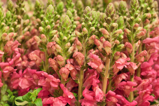 5-New-Covent-Garden-Flower-Market-Flowerona_170929_132905.jpg?mtime=20170929132905#asset:12192
