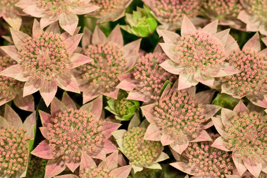 6-New-Covent-Garden-Flower-Market-Flowerona_170929_132906.jpg?mtime=20170929132906#asset:12193