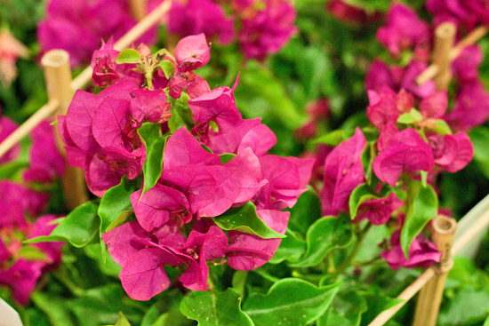 9-New-Covent-Garden-Flower-Market-Flowerona_170929_132908.jpg?mtime=20170929132908#asset:12196