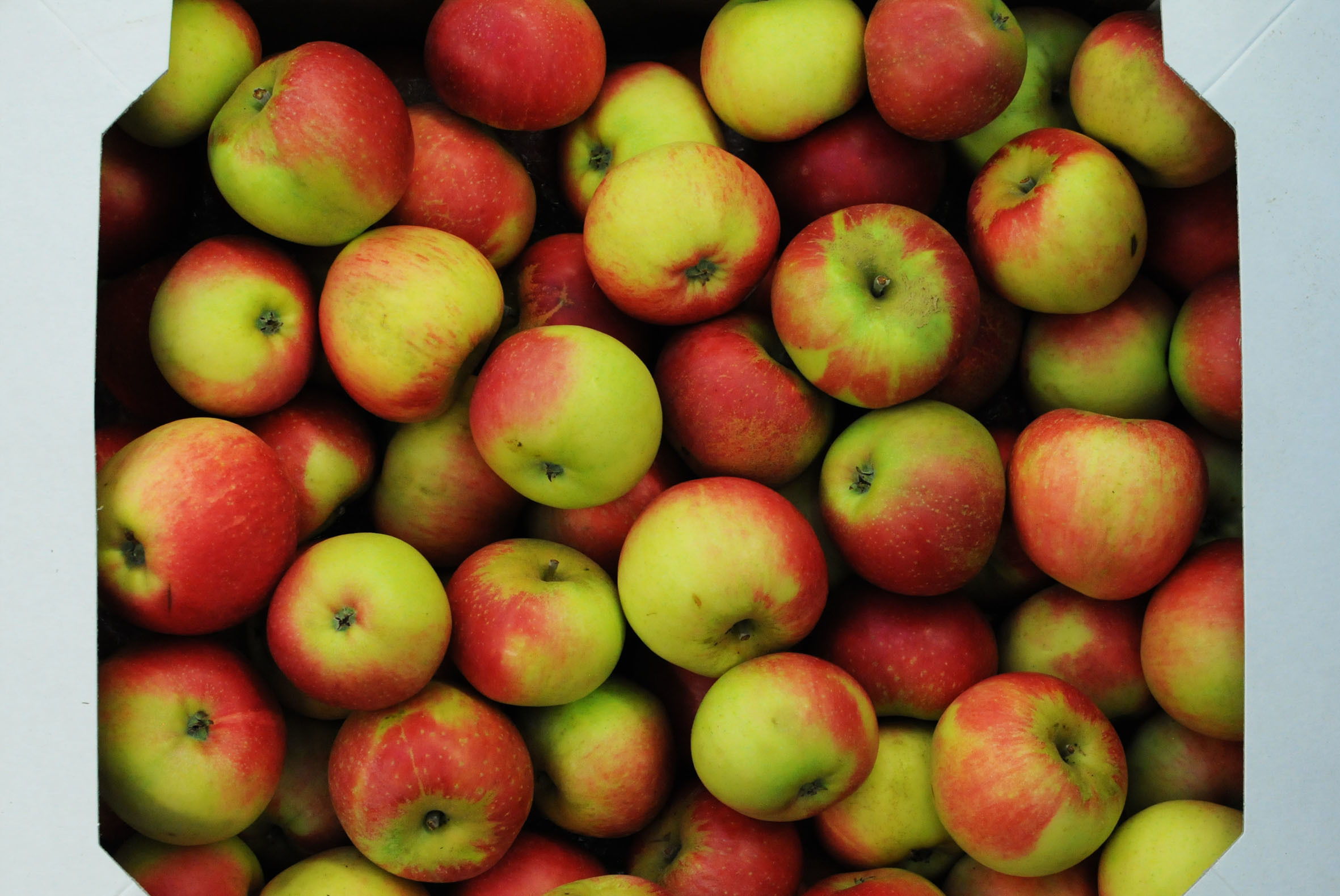 Discovery_apples.jpg?mtime=20170922121309#asset:11431