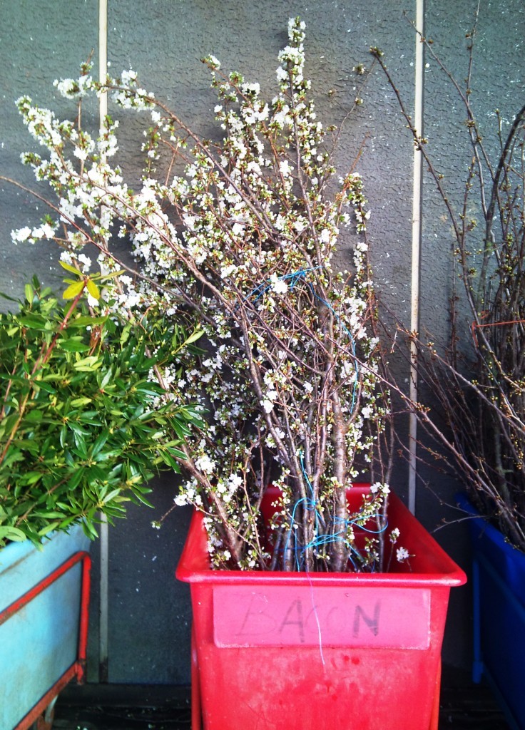 GB-big-blossom.jpg?mtime=20171003165938#asset:12799
