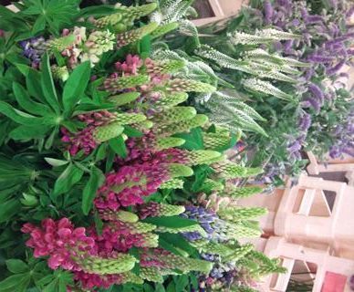 JUL-lupin.jpg?mtime=20171003171846#asset:12852