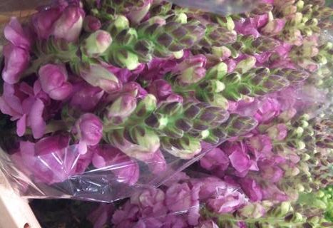 JUL-snapdragon.jpg?mtime=20171003171910#asset:12853