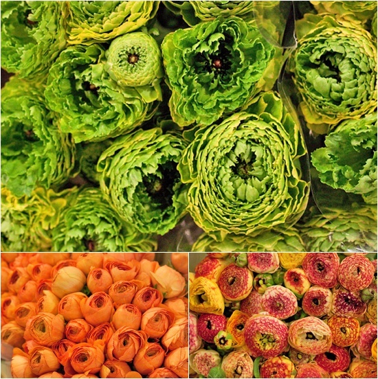 New-Covent-Garden-Flower-Market-April-Market-Report-Flowerona-10.jpg?mtime=20170913160631#asset:10312