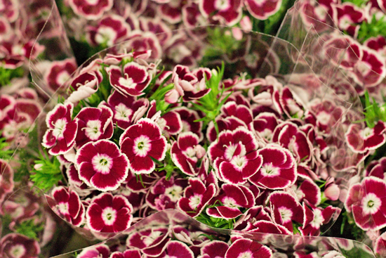New-Covent-Garden-Flower-Market-April-Market-Report-Flowerona-3.jpg?mtime=20170913160730#asset:10305