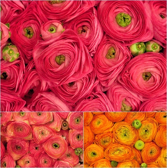 New-Covent-Garden-Flower-Market-April-Market-Report-Flowerona-9.jpg?mtime=20170913160631#asset:10311