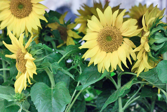 New-Covent-Garden-Flower-Market-August-Market-Report-Flowerona-23.jpg?mtime=20170913121120#asset:10109