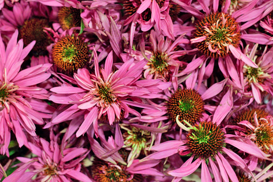 New-Covent-Garden-Flower-Market-August-Market-Report-Flowerona-3.jpg?mtime=20170913121114#asset:10089