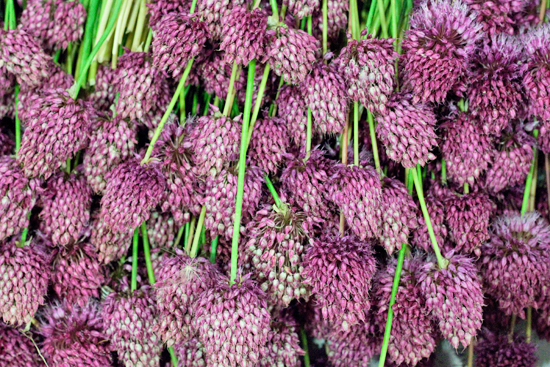 New-Covent-Garden-Flower-Market-August-Market-Report-Flowerona-7.jpg?mtime=20170913121117#asset:10093