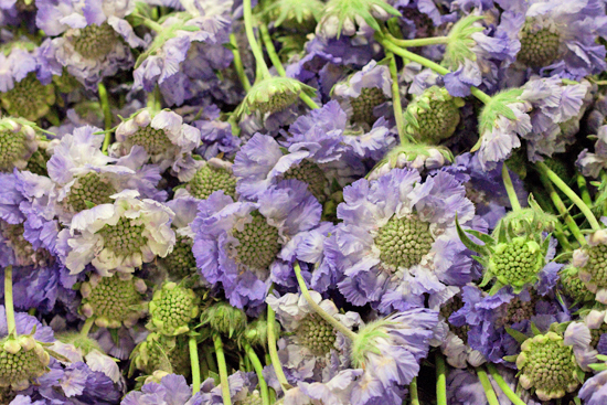 New-Covent-Garden-Flower-Market-August-Market-Report-Flowerona-8.jpg?mtime=20170913121118#asset:10094