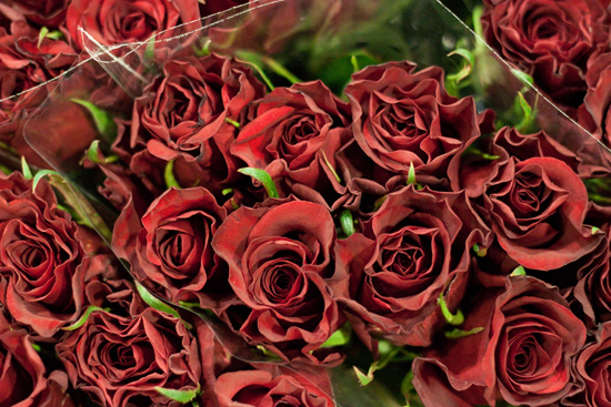 New-Covent-Garden-Flower-Market-February-2014-Market-Report-Flowerona-12.jpg?mtime=20170914103150#asset:10467