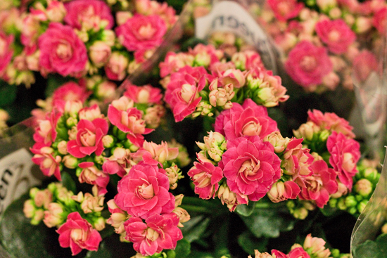 New-Covent-Garden-Flower-Market-February-2014-Market-Report-Flowerona-17.jpg?mtime=20170914103153#asset:10472