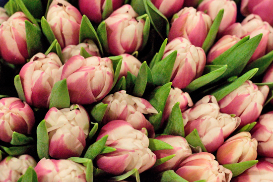 New-Covent-Garden-Flower-Market-February-2014-Market-Report-Flowerona-19.jpg?mtime=20170914103154#asset:10474