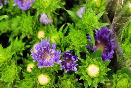 New-Covent-Garden-Flower-Market-February-2014-Market-Report-Flowerona-36.jpg?mtime=20170914103209#asset:10491