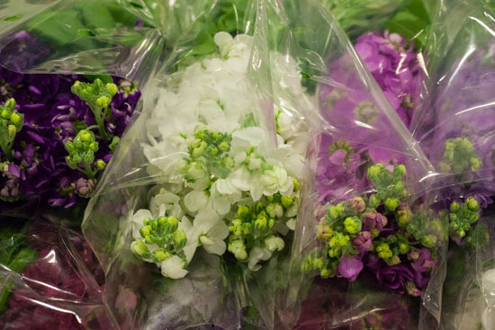 New-Covent-Garden-Flower-Market-February-2015-Market-Report-Flowerona-2.jpg?mtime=20170907141942#asset:9696
