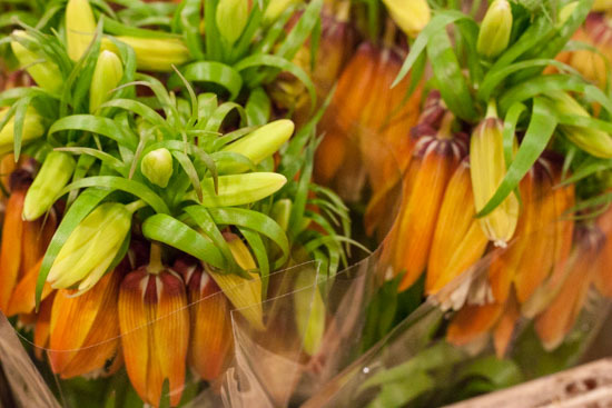New-Covent-Garden-Flower-Market-February-2015-Market-Report-Flowerona-7.jpg?mtime=20170907141424#asset:9669