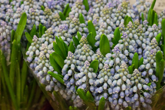 New-Covent-Garden-Flower-Market-February-2015-Market-Report-Flowerona-8.jpg?mtime=20170907141425#asset:9670