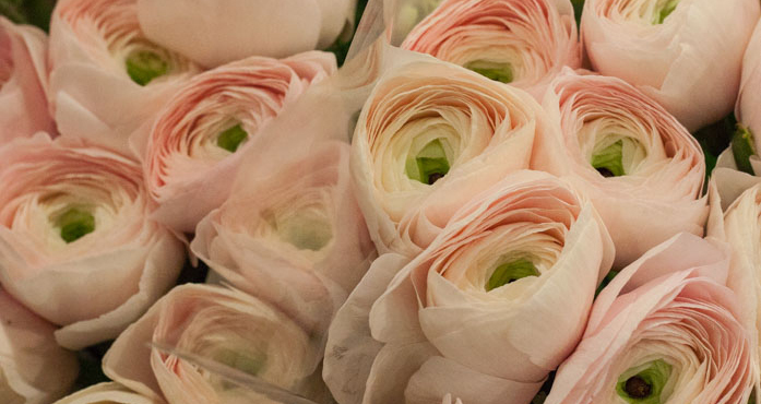 New-Covent-Garden-Flower-Market-February-2015-Market-Report-Flowerona-Hero.jpg?mtime=20170907141440#asset:9695