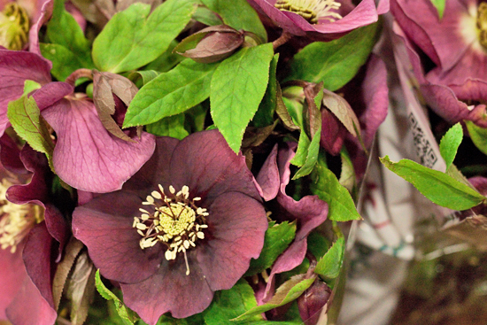 New-Covent-Garden-Flower-Market-January-2014-Flowerona-18.jpg?mtime=20170914105209#asset:10520
