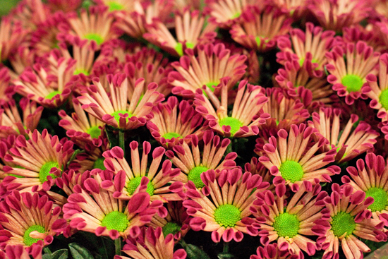 New-Covent-Garden-Flower-Market-January-2014-Flowerona-8.jpg?mtime=20170914105203#asset:10510