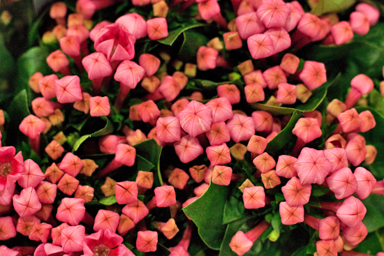 New-Covent-Garden-Flower-Market-January-2014-Flowerona-9.jpg?mtime=20170914105204#asset:10511